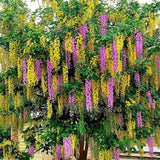 Salcamul Lui Adam (Laburnocytisus Adamii), cu flori galbene si roz decorative, rezistent la ger, ideal pentru gradini insorite