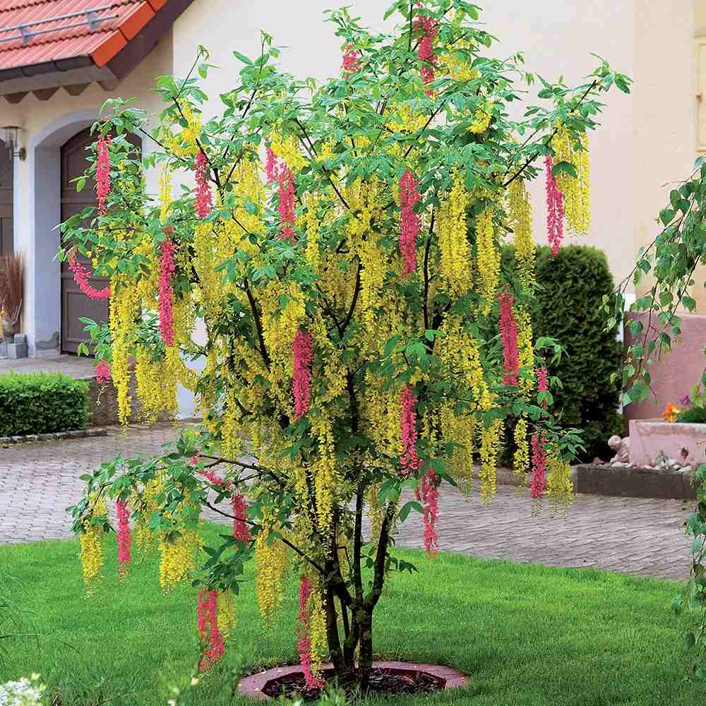 Salcamul Lui Adam (Laburnocytisus Adamii), cu flori galbene si roz decorative, rezistent la ger, ideal pentru gradini insorite