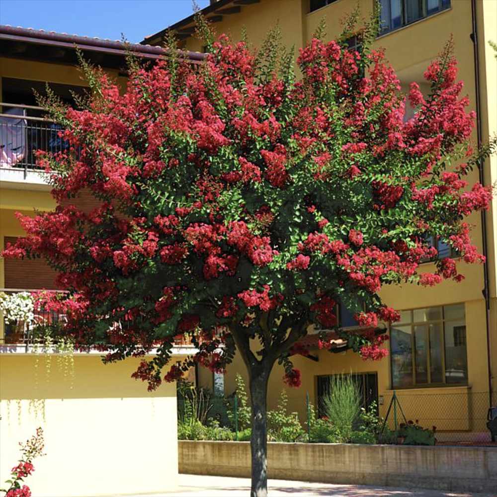 Индийски люляк дърво Enduring Summer Red (Lagerstroemia Indica), компактен дърво с наситено червени цветове, непрекъснат цъфтеж