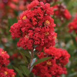 Индийски люляк дърво Enduring Summer Red (Lagerstroemia Indica), компактен дърво с наситено червени цветове, непрекъснат цъфтеж