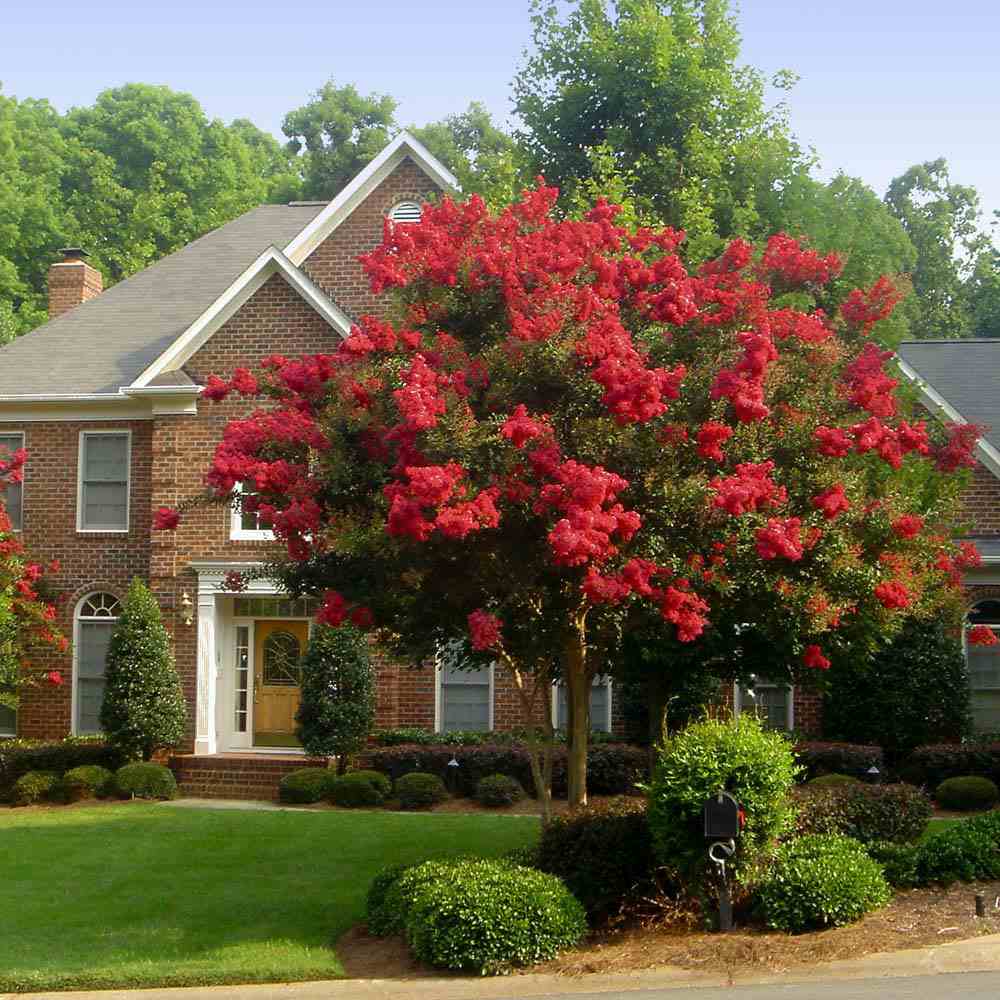 Lagerstroemia Indica Copac Double Feature, arbore compact cu flori roz-fucsia, inflorire lunga