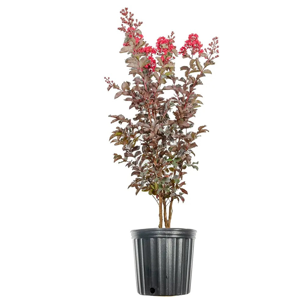 Liliac Indian Arbustiv Red Imperator, arbore de vara cu flori rosu-intens, inflorire lunga, crestere rapida