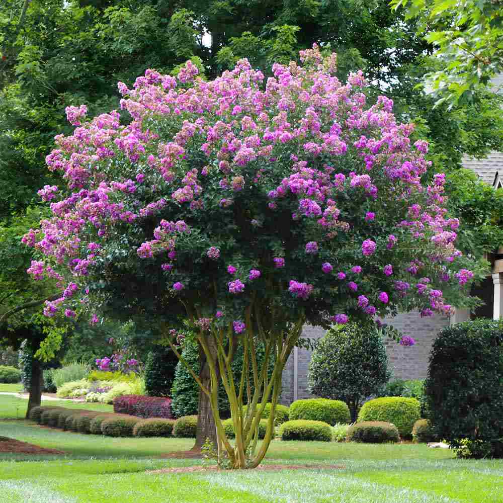 Liliac Indian Arbustiv Muskogee, arbore de vara cu flori mov-lavanda, inflorire cea mai lunga, crestere rapida