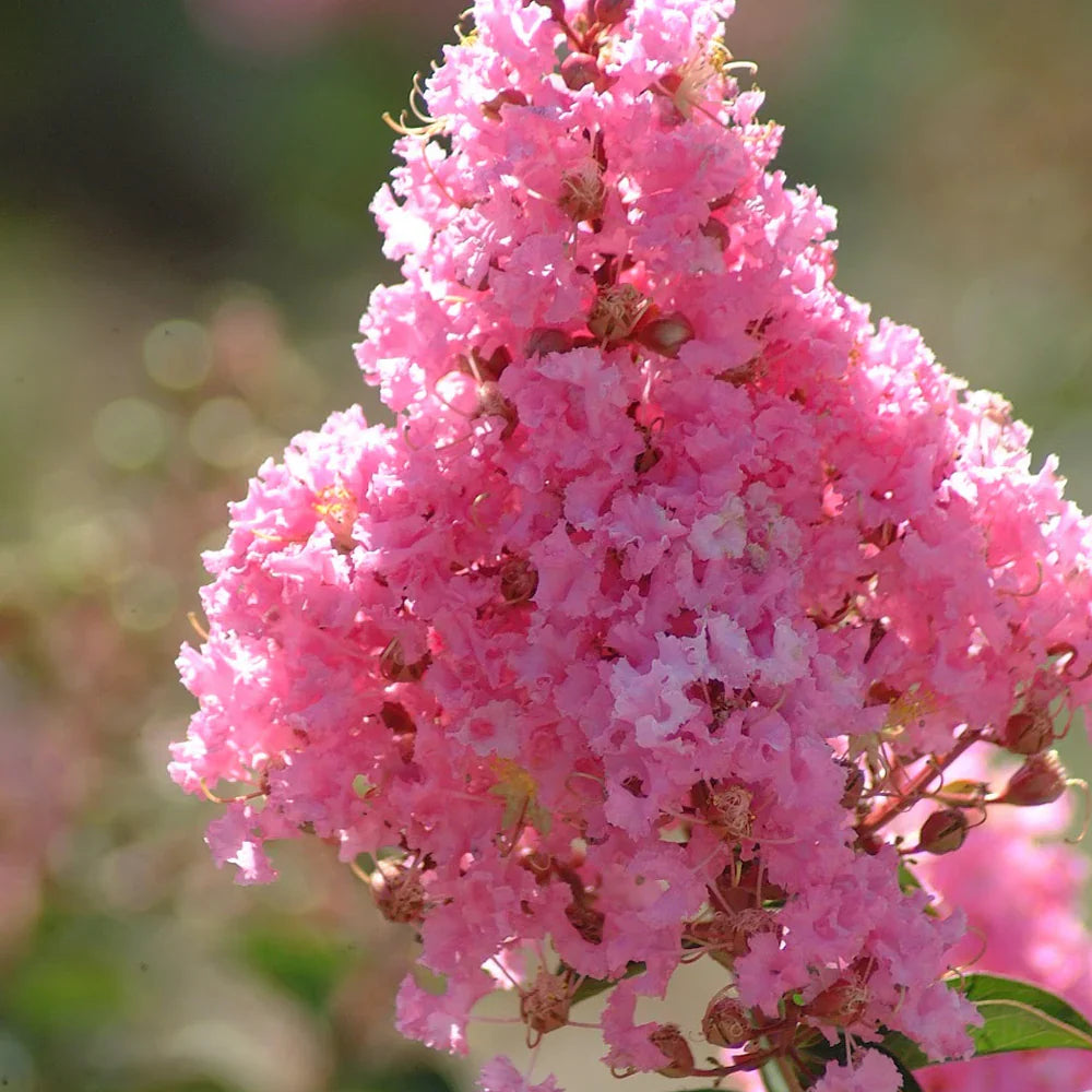 Индийски люляк 'Sioux' (Lagerstroemia) – дърво с наситеноро­зов цъфтеж през лятото