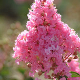 Индийски люляк 'Sioux' (Lagerstroemia) – дърво с наситеноро­зов цъфтеж през лятото