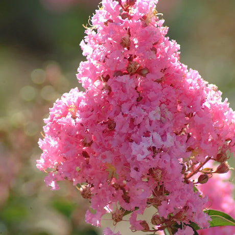 Индийски люляк 'Sioux' (Lagerstroemia) – дърво с наситеноро­зов цъфтеж през лятото
