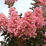 Индийски люляк 'Sioux' (Lagerstroemia) – дърво с наситеноро­зов цъфтеж през лятото