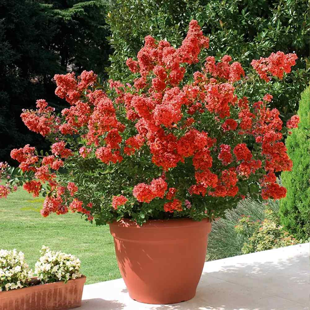 Liliac Indian Arbustiv Red Imperator, arbore de vara cu flori rosu-intens, inflorire lunga, crestere rapida