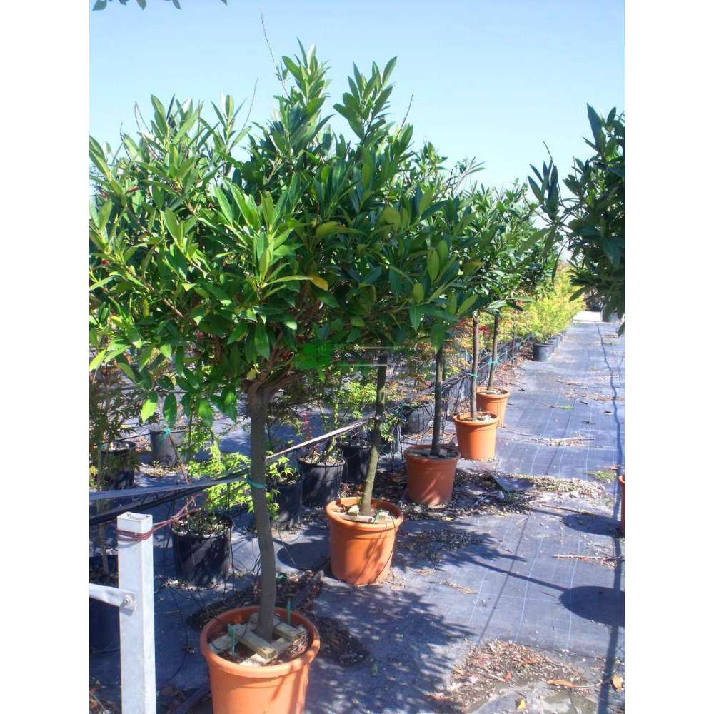 Laur Englezesc Vesnic Verde Caucasica (Laurocires), tip copac, frunzis vesnic verde, coroana bogata, rezistenta iarna -25°C