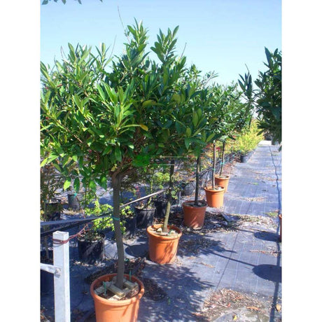 Laur Englezesc Vesnic Verde Caucasica (Laurocires), tip copac, frunzis vesnic verde, coroana bogata, rezistenta iarna -25°C