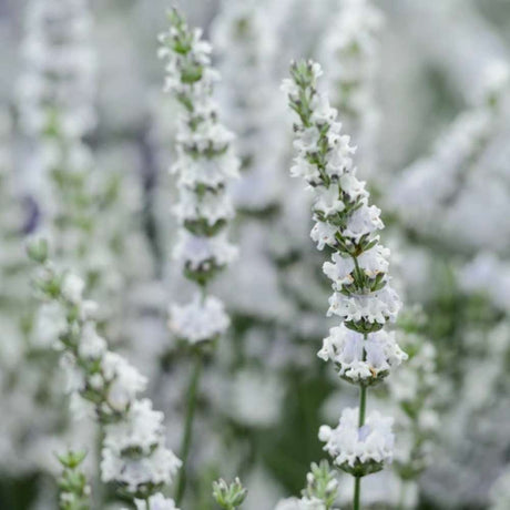 Лавандула Edelweiss, с интензивен аромат и декоративни цветове, идеална за бордюри и градини