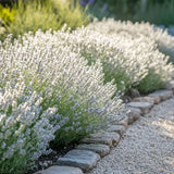 Лавандула Edelweiss, с интензивен аромат и декоративни цветове, идеална за бордюри и градини