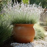 Лавандула Edelweiss, с интензивен аромат и декоративни цветове, идеална за бордюри и градини