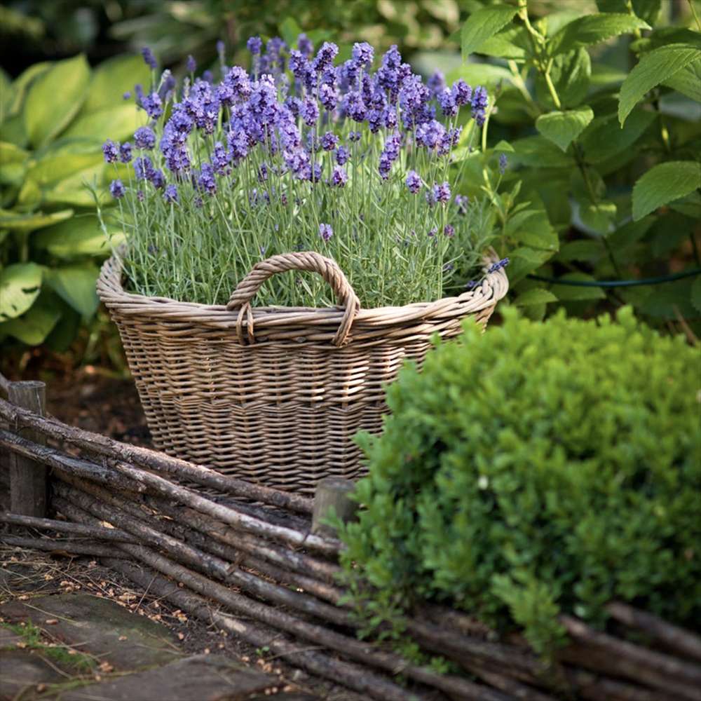 Английска лавандула (Lavandula Angustifolia) Munstead, ароматна лилава, летен цъфтеж, студоустойчива до -20°C