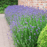 Английска лавандула (Lavandula Angustifolia) Munstead, ароматна лилава, летен цъфтеж, студоустойчива до -20°C