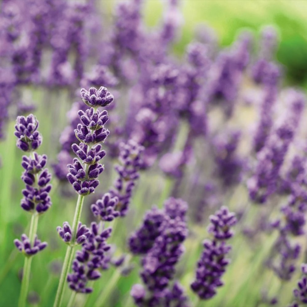 Английска лавандула (Lavandula Angustifolia) Munstead, ароматна лилава, летен цъфтеж, студоустойчива до -20°C