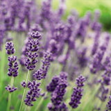 Английска лавандула (Lavandula Angustifolia) Munstead, ароматна лилава, летен цъфтеж, студоустойчива до -20°C