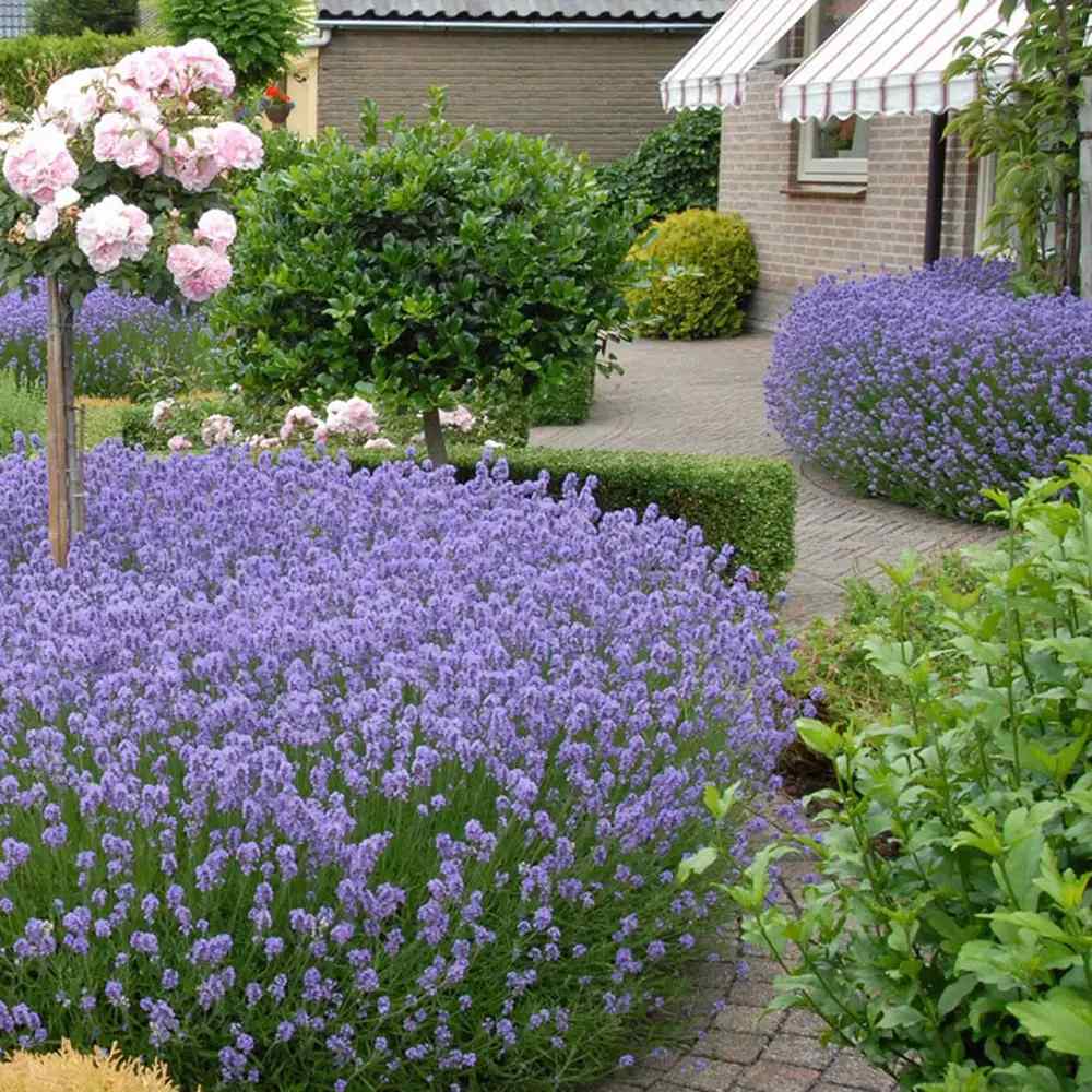 Английска лавандула Hidcote Blue, със синьо-лилави цветове и съблазнителен аромат