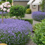 Английска лавандула Hidcote Blue, със синьо-лилави цветове и съблазнителен аромат