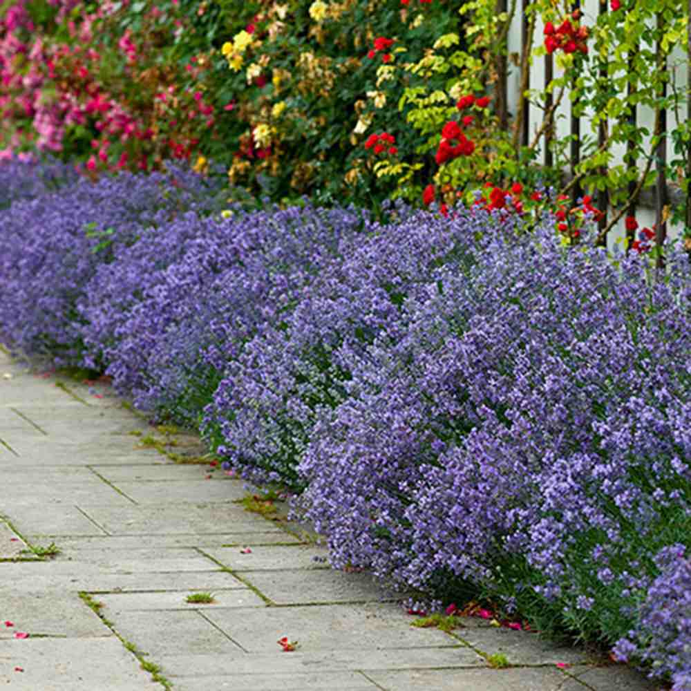 Английска лавандула Hidcote Blue, със синьо-лилави цветове и съблазнителен аромат