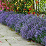 Английска лавандула Hidcote Blue, със синьо-лилави цветове и съблазнителен аромат
