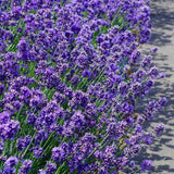 Английска лавандула Dwarf Blue, ароматна дребна лавандула, цъфтеж лято, привлича пчели