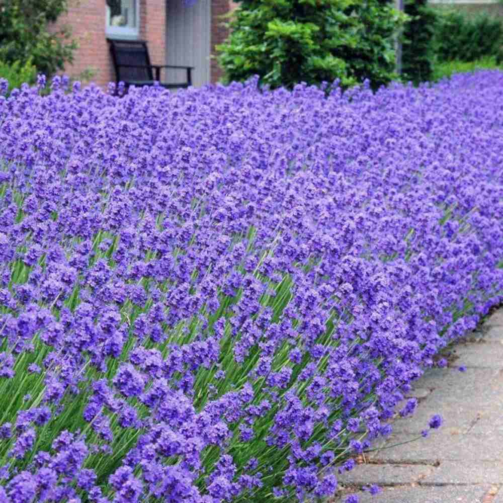 Английска лавандула (Lavandula Angustifolia) Munstead, ароматна лилава, летен цъфтеж, студоустойчива до -20°C