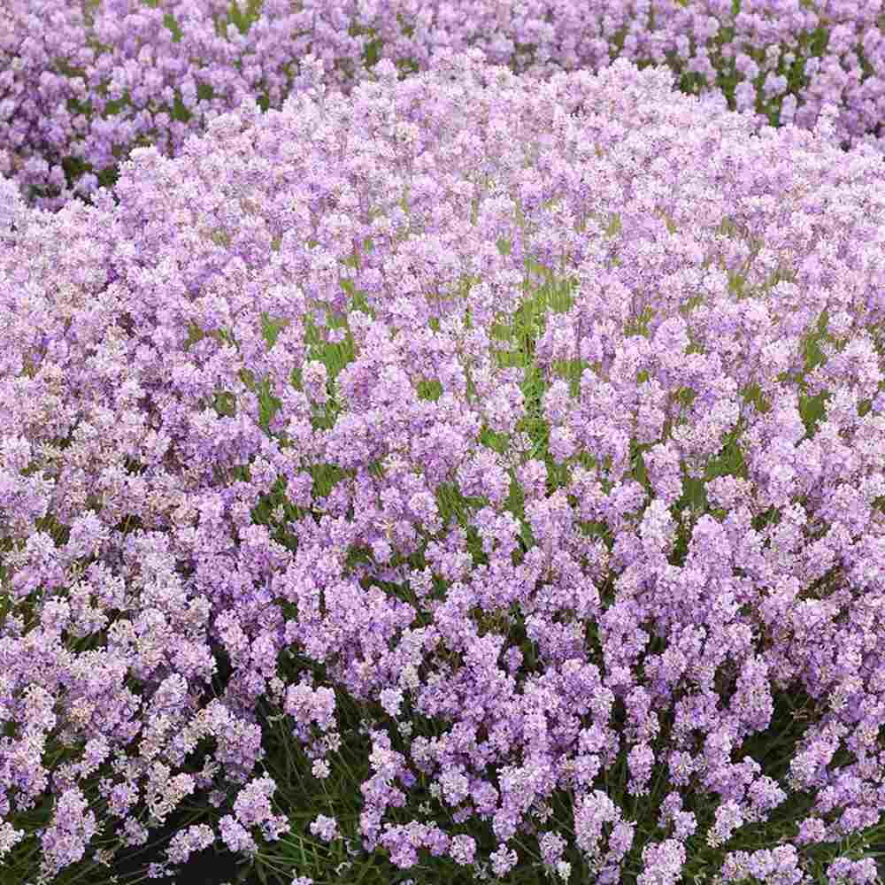 Lavanda Englezeasca roz BeeZee Pink (Lavandula angustifolia),  planta perena parfumata, rezistenta la ger