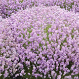 Lavanda Englezeasca roz BeeZee Pink (Lavandula angustifolia),  planta perena parfumata, rezistenta la ger