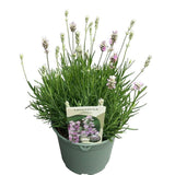 Lavanda Englezeasca roz BeeZee Pink (Lavandula angustifolia),  planta perena parfumata, rezistenta la ger