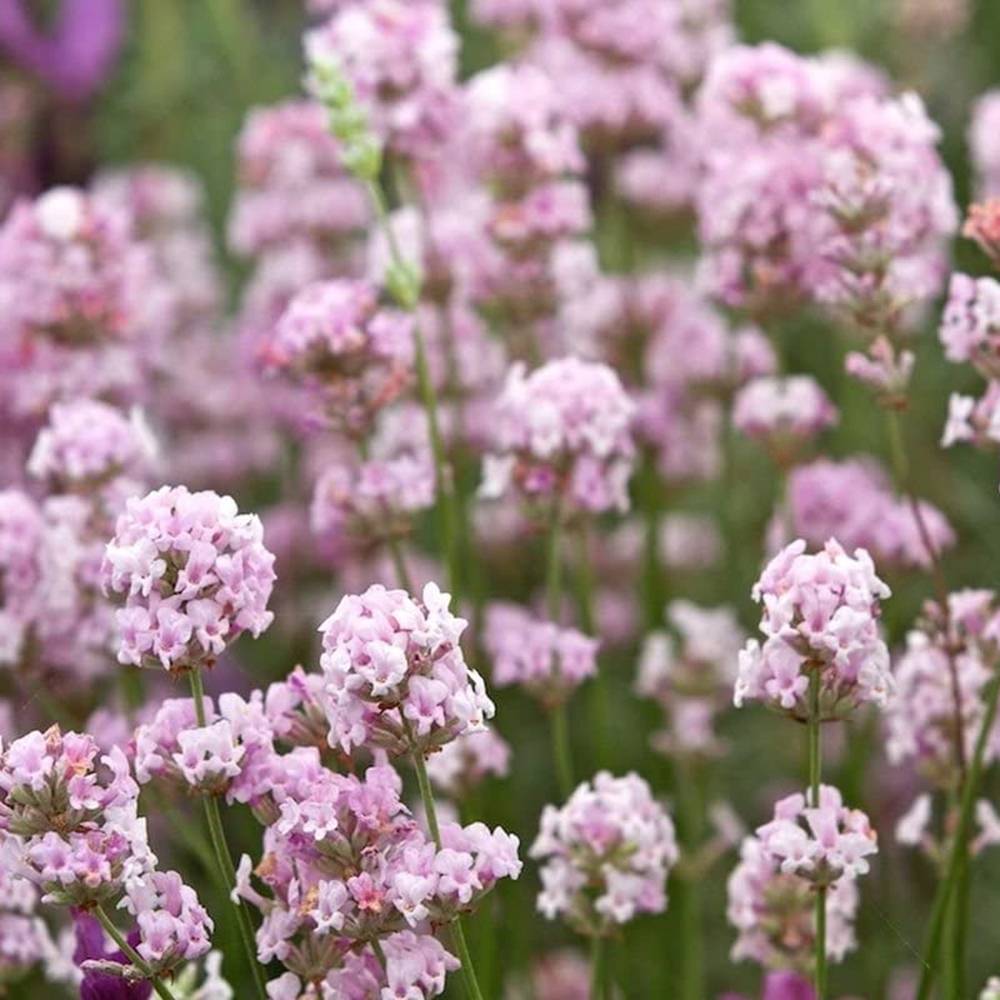 Lavanda Englezeasca roz BeeZee Pink (Lavandula angustifolia),  planta perena parfumata, rezistenta la ger