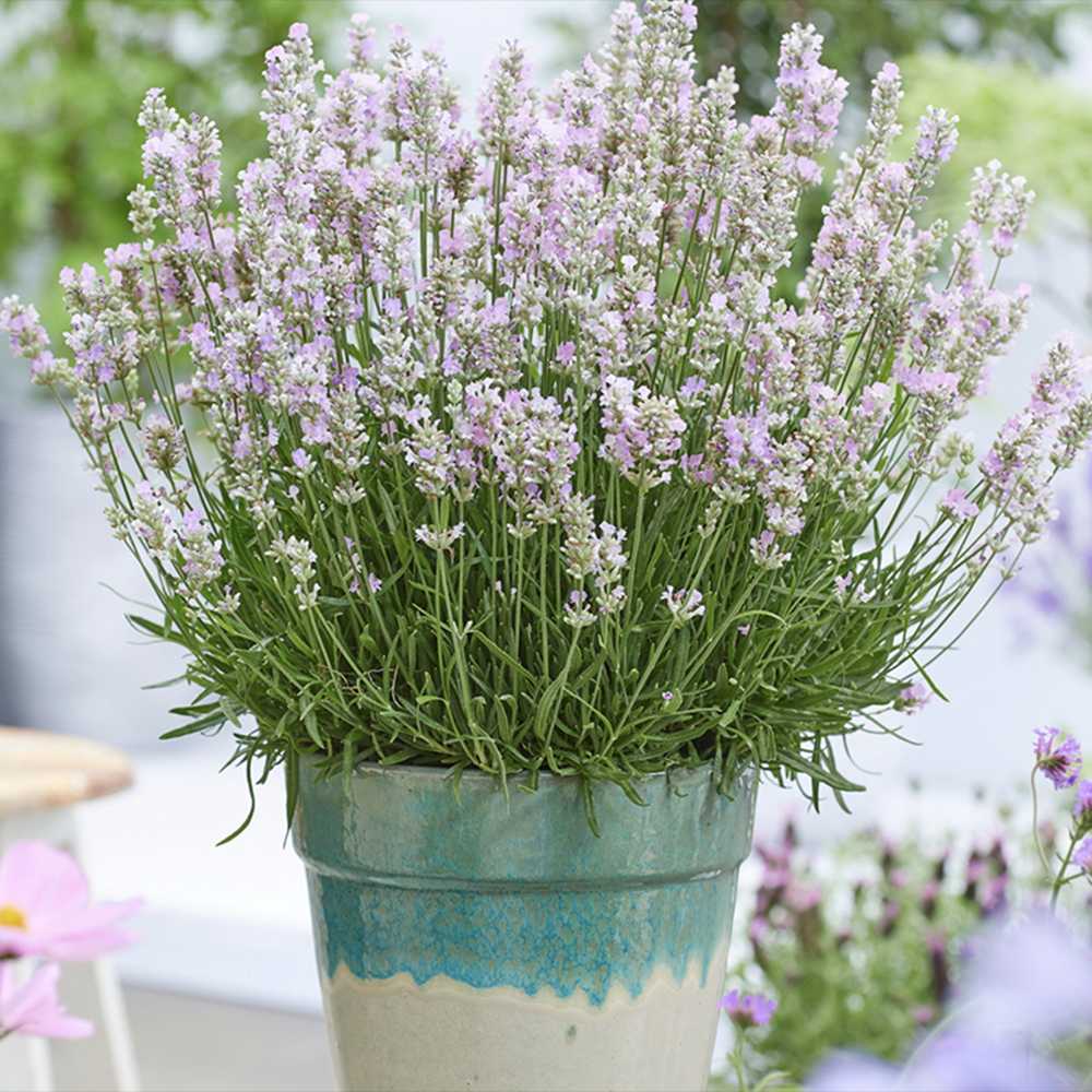 Lavanda Englezeasca roz BeeZee Pink (Lavandula angustifolia),  planta perena parfumata, rezistenta la ger