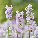 Lavanda Englezeasca roz BeeZee Pink (Lavandula angustifolia),  planta perena parfumata, rezistenta la ger