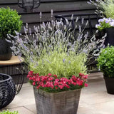 Английска лавандула Platinum Blonde (Lavandula angustifolia), ароматна, с пъстри листа