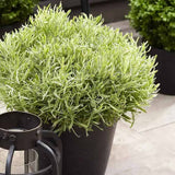 Английска лавандула Platinum Blonde (Lavandula angustifolia), ароматна, с пъстри листа