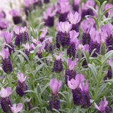 Lavanda Spaniola (Stoechas) Anouk Tip Copacel, cu flori violet intens si parfum puternic