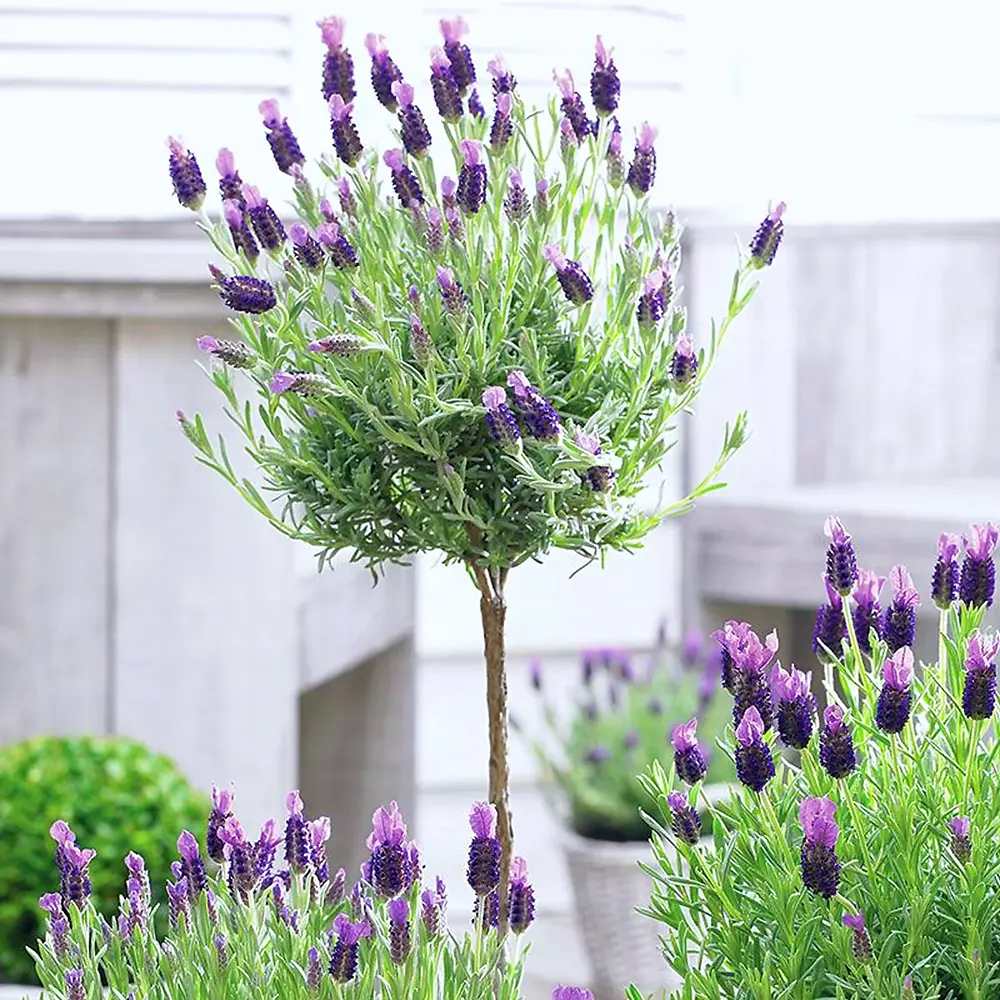 Lavanda Spaniola (Stoechas) Anouk Tip Copacel, cu flori violet intens si parfum puternic