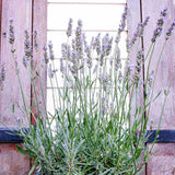 Lavanda hibrida Sensational, cu flori, mov intens, foarte parfumata, rezistenta frig, frunzis argintiu-verzui