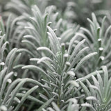Lavanda hibrida Sensational, cu flori, mov intens, foarte parfumata, rezistenta frig, frunzis argintiu-verzui