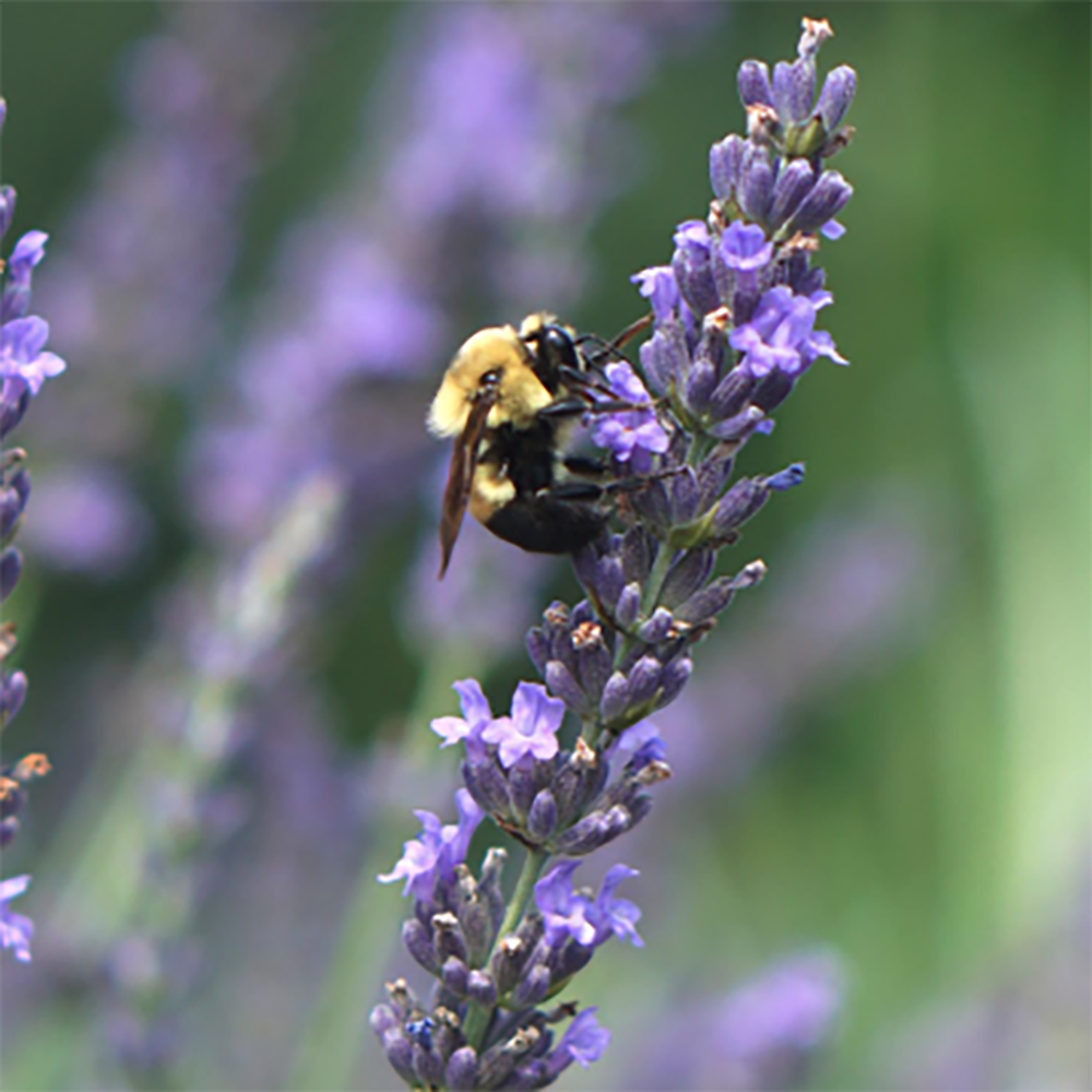 Lavanda franceza Phenomenal- Parfum Intens