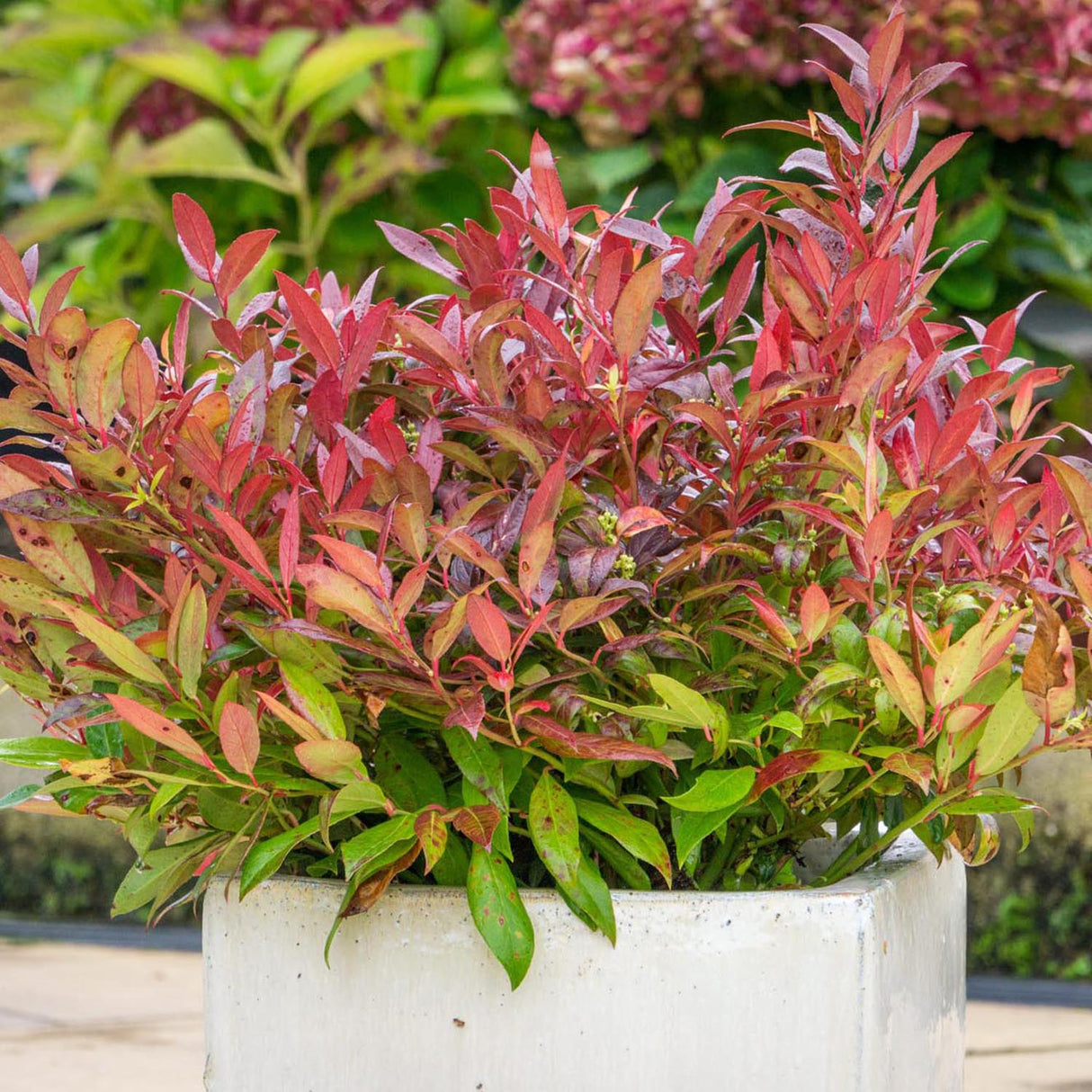 Leucothoe Scarletta