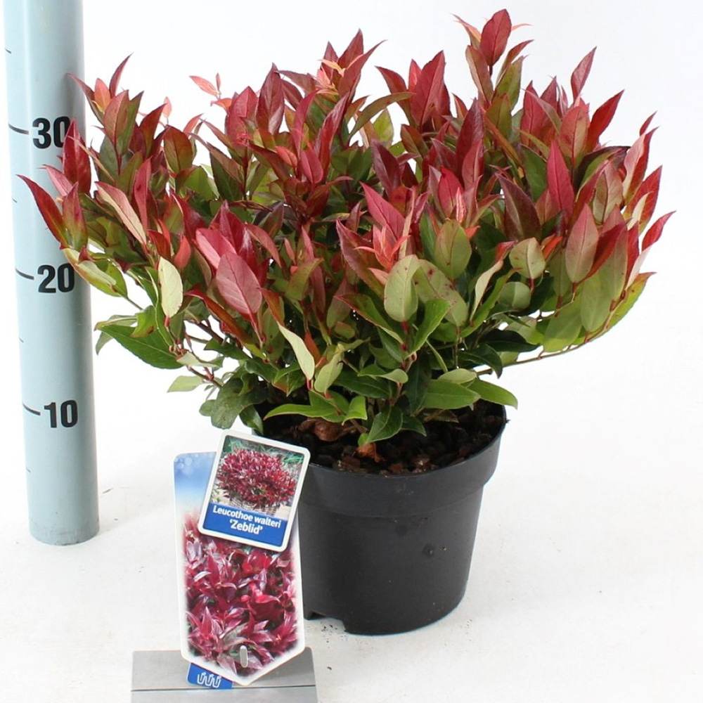 Leucothoe Zebild, arbust decorativ vesnic verde cu frunzis rosu-purpuriu si flori albe delicate
