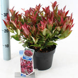 Leucothoe Zebild, arbust decorativ vesnic verde cu frunzis rosu-purpuriu si flori albe delicate