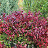 Leucothoe Zebild, arbust decorativ vesnic verde cu frunzis rosu-purpuriu si flori albe delicate