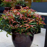 Leucothoe Burning Love, arbust vesnic verde cu frunzis rosu intens si flori albe elegante, forma compacta