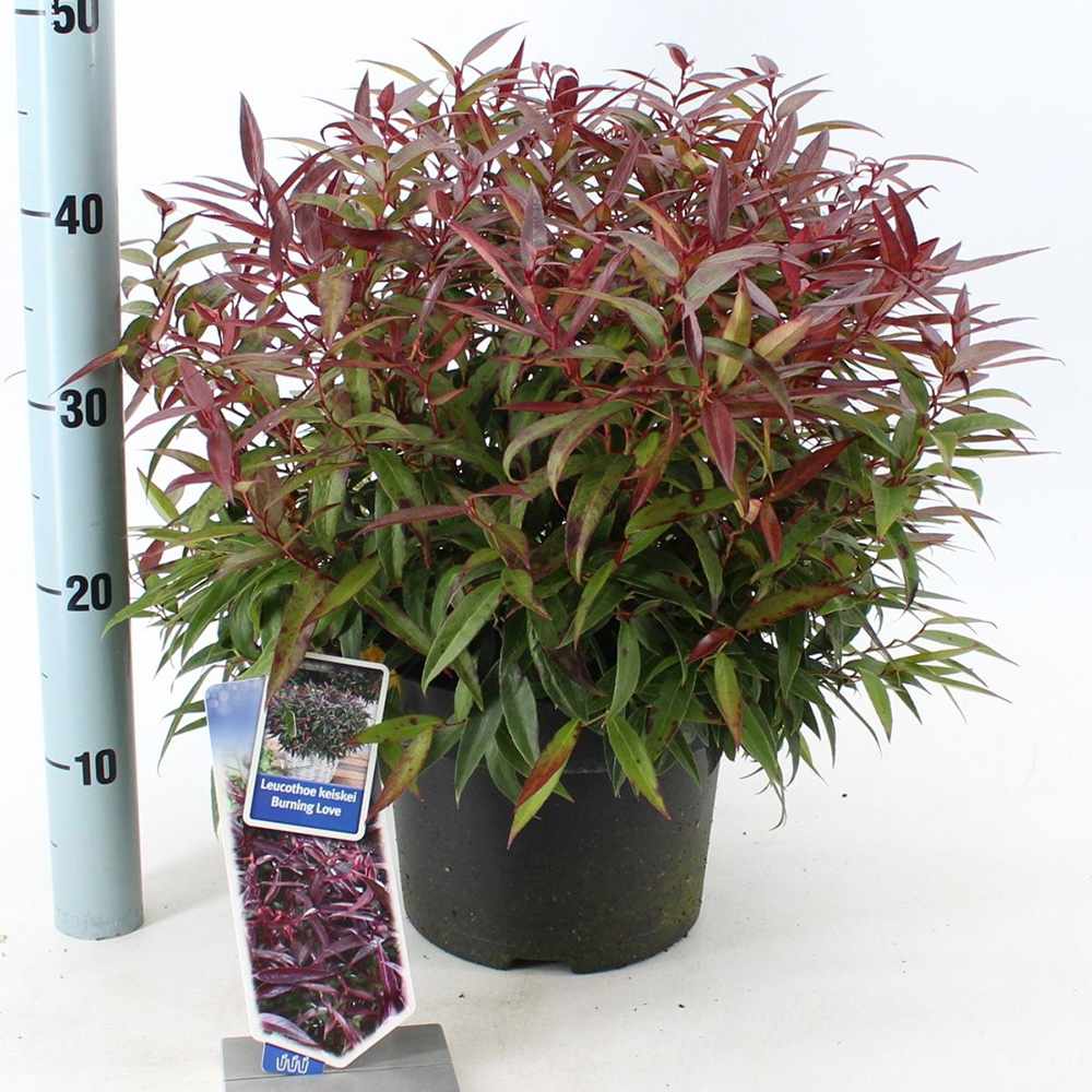 Leucothoe Burning Love, arbust vesnic verde cu frunzis rosu intens si flori albe elegante, forma compacta