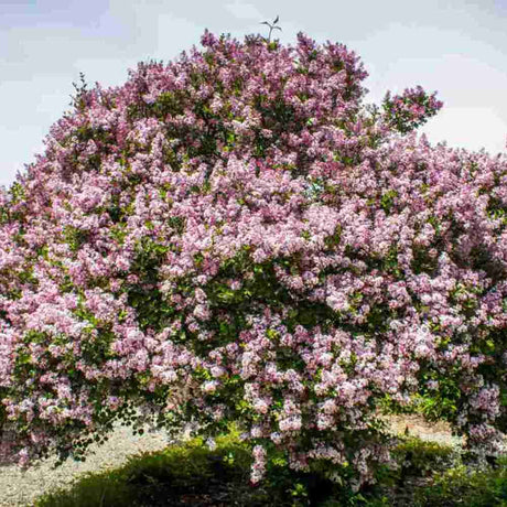 Liliac Nobil (Syringa) Sensation, arbust decorativ cu flori duble mov cu margini albe, parfum puternic, iubitor de soare