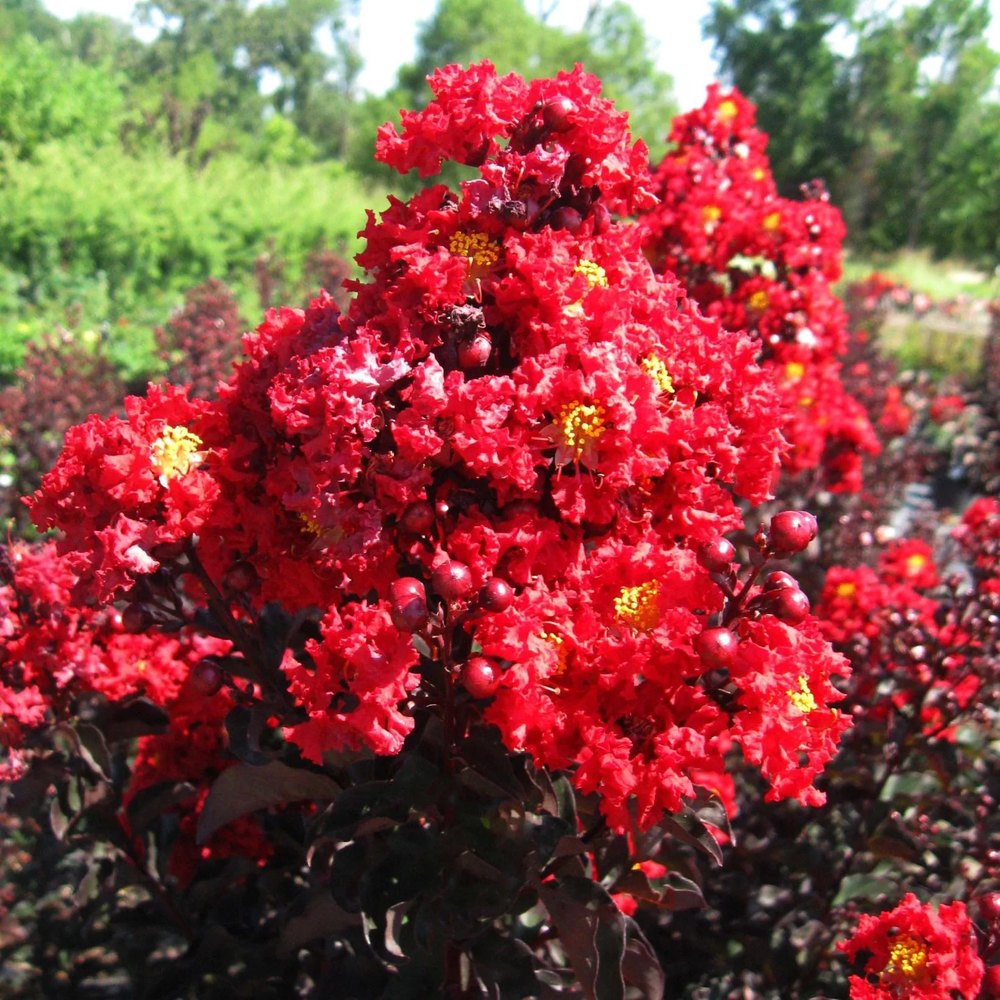 Индийски люляк Lagerstroemia indica 'Black Diamond Red Hot' – храст с червени цветове и тъмна зеленина