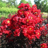 Индийски люляк Lagerstroemia indica 'Black Diamond Red Hot' – храст с червени цветове и тъмна зеленина