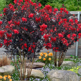 Индийски люляк Lagerstroemia indica 'Black Diamond Red Hot' – храст с червени цветове и тъмна зеленина